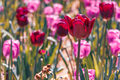 Image Not Available